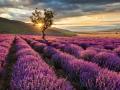 Atardecer en los campos de lavanda de Brihuega