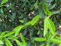 Imagen del fruto de las clemenules en el campo de la localidad castellonense de Burriana