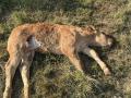 Un ternero muerto tras un ataque de buitres en Salamanca