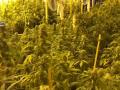 Plantación de marihuana en Chinchilla de Monte-Aragón