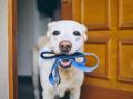 Un perro aguarda a que lo paseen con la correa en la boca