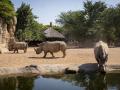 Imagen de archivo de rinocerontes y cebras en la sabana africana de Bioparc Valencia