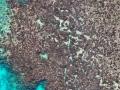 El equipo analizó el estado del coral antes y después del blanqueamiento