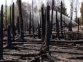 Incendios en Alemania