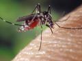 Imagen de un mosquito tigre.