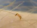 Hormiga pequeña de fuego