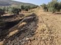 Olivar incendiado