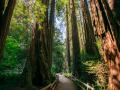 Caminar entre gigantes en el Parque Nacional de las Secuoyas
