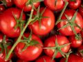 Tomates