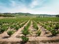 Viñedo de la Denominación de Origen Jumilla