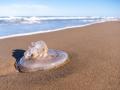 Una medusa varada en una playa