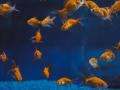 Peces dorados