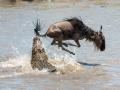 Un ñu intenta esquivar a un cocodrilo en el río Mara.