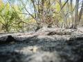 La afeccción del incendio originado en Méntrida en la urbanización Calypo Fado de Casarrubios del Monte

MATEO LANZUELA/EUROPA PRESS
18/7/2025