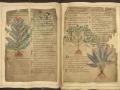 Manuscritos medievales como el MS Cotton Vitellius C III destacan usos de hierbas que reflejan las tendencias de bienestar modernas