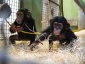 Imagen de las crías de chimpancé Ekon y Cala
