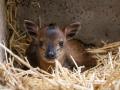 Imagen de una de las crías de duiker rojo de Natal en Bioparc Valencia