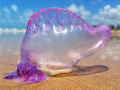 Las carabelas portuguesas, falsas medusas o Physalia physalis