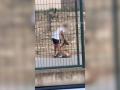 Investigado un joven tras ser grabado mientras maltrataba a su perro en Calaf (Barcelona)
