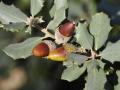 Bellotas de encina