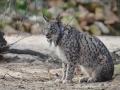 Ejemplar de lince ibérico en Palencia