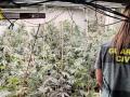 Imagen de la plantación de marihuana incautada en un chalet de la Vila Joiosa

REMITIDA / HANDOUT por GUARDIA CIVIL
Fotografía remitida a medios de comunicación exclusivamente para ilustrar la noticia a la que hace referencia la imagen, y citando la procedencia de la imagen en la firma
02/10/2025