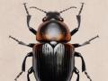 Metamorfosis