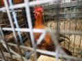Gallina en un gallinero para prevenir el contagio de gripe aviar, en A Mariña, Lugo.