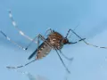 Mosquito Culex tarsalis