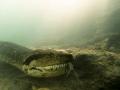 Una anaconda de siete metros sorprende a dos buceadores en un río brasileño