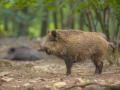 Jabalí en el campo
