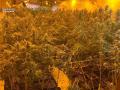 Guardia Civil desmantela una plantación de marihuana en Ames (A Coruña) y detiene a su responsable.

REMITIDA / HANDOUT por GUARDIA CIVIL
Fotografía remitida a medios de comunicación exclusivamente para ilustrar la noticia a la que hace referencia la imagen, y citando la procedencia de la imagen en la firma
11/12/2025