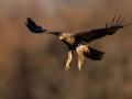 Un ejemplar de águila imperial ibérica