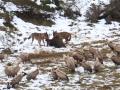 Lobos y buitres se disputan un jabalí muerto en León