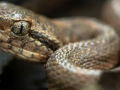 Bothrops caribbaeus