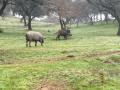 Un cerdo y un jabalí, en la provincia de Córdoba