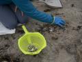 Limpieza y recogida de pellets, en la playa de Patos, a 15 de enero de 2024, en Nigrán Pontevedra, Galicia (España). El Concello de Nigrán ha hecho un llamamiento para realizar otra jornada de limpieza en las playas de Prado y Patos. Esta nueva batida de limpieza se suma a las de la semana pasada, en las que llegaron a congregarse hasta 150 voluntarios. La labor de los voluntarios complementa a las tareas de limpieza que realizan los operarios contratados por la Xunta de Galicia, que han recogido el equivalente a 90 sacos de pellets en el litoral gallego y durante el fin de semana trabajaron en 56 playas de 34 ayuntamientos.

Adrián Irago / Europa Press
15 ENERO 2024;NIGRÁN;PONTEVEDRA;GALICIA;LIMPIEZA DE PELLETS
15/1/2024
