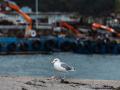 (Foto de ARCHIVO)
Una gaviota en el Puerto de Cangas en la Ría de Vigo, a 17 de octubre de 2023, en Cangas, Pontevedra, Galicia (España). La Xunta de Galicia activó ayer, 16 de octubre, la alerta naranja por el temporal costero que afecta hoy al litoral de A Coruña y Pontevedra. Según la Agencia Estatal de Meteorología (Aemet) se esperan viento sur y sudoeste de fuerza 8 y las olas podrían alcanzar los 7 metros de altura.

Agostime / Europa Press
17 OCTUBRE 2023;RIAS BAIXAS;RÍAS BAJAS;TEMPORAL;TIEMPO;CLIMA;OLAS;OLEAJE;COSTA;GAVIOTA
17/10/2023