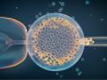 Biopsia de embrión de FIV