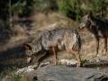 Lobo ibérico en Puebla de Sanabria, Zamora (España)