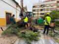 Caída de un árbol en la plaza del Cardenal Toledo (Córdoba) por la borrasca Leonardo