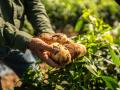 Close-up of farmer holding potato at farm