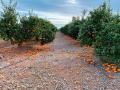 Imagen de los cítricos caídos tras los temporales de viento de la Comunidad Valenciana
