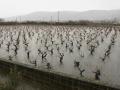 Viñedos del Bierzo afectados por el temporal de lluvias