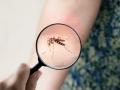 Mosquito chikungunya