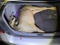 Dos hombres, investigados en Salamanca tras hallar un corzo recién abatido en el maletero del coche
