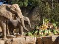 Imagen de la cría de elefante Malik junto a su madre y su tarta de cumpleaños