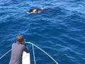 Una orca avistada desde una embarcación