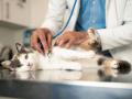 Un veterinario ausculta a un gato