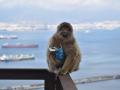 Imagen de un mono de Gibraltar